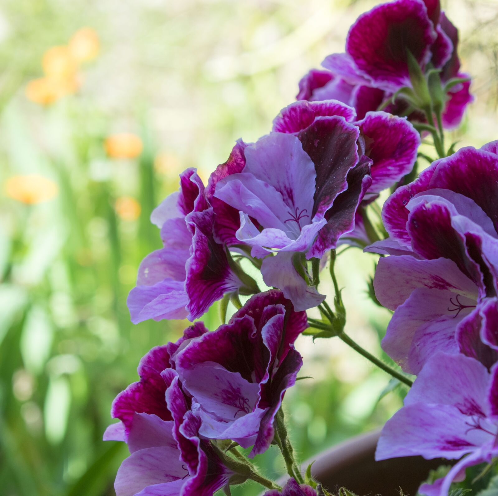 Nikon D3400 sample photo. Flowers, flower, nature photography