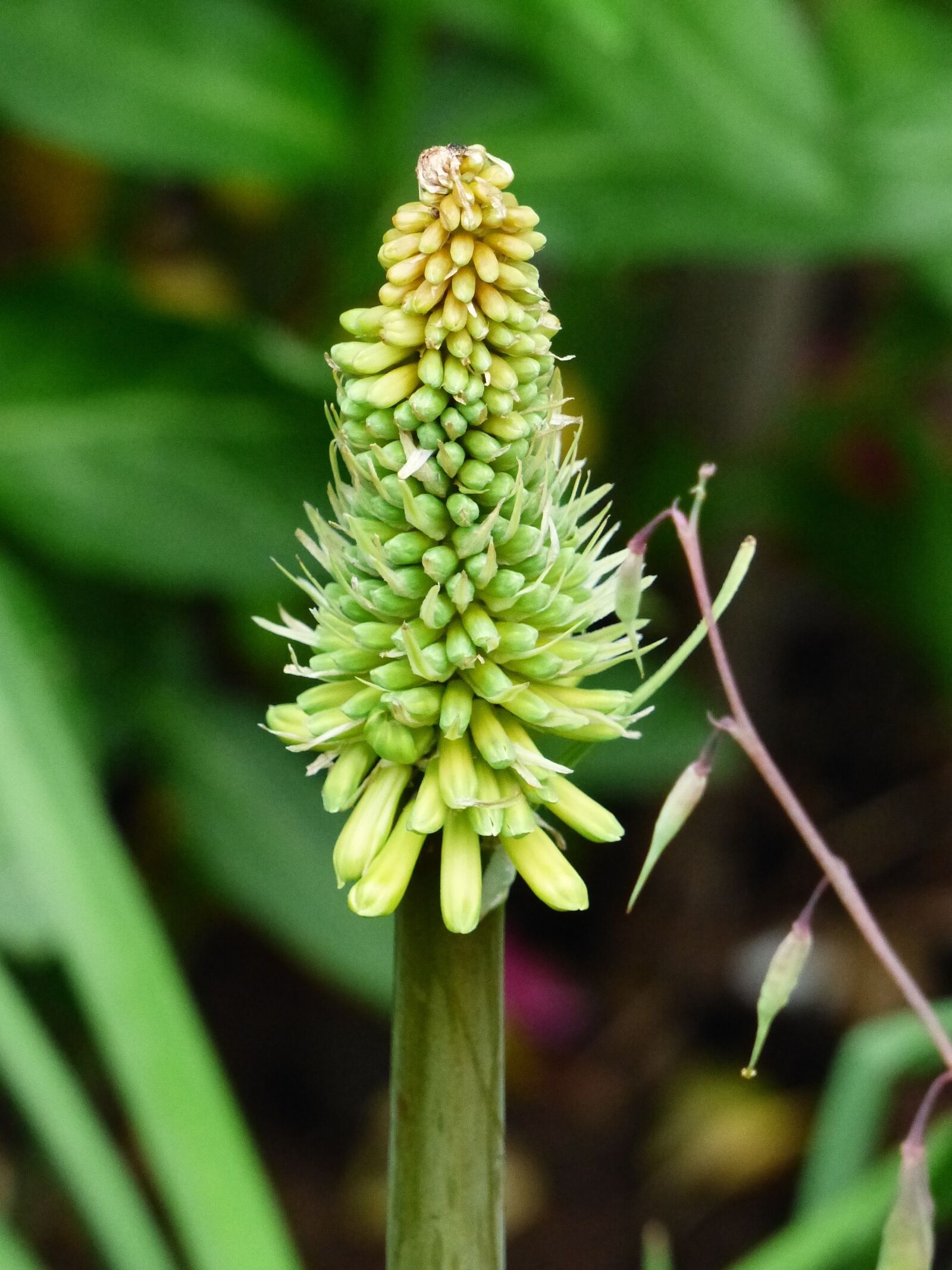 Panasonic Lumix DMC-FZ200 sample photo. Plant, summer, garden photography
