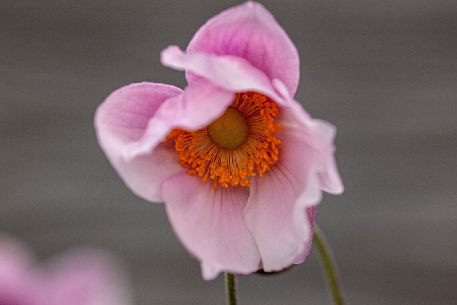 Nikon D5300 sample photo. Flower, pollen, pistils photography