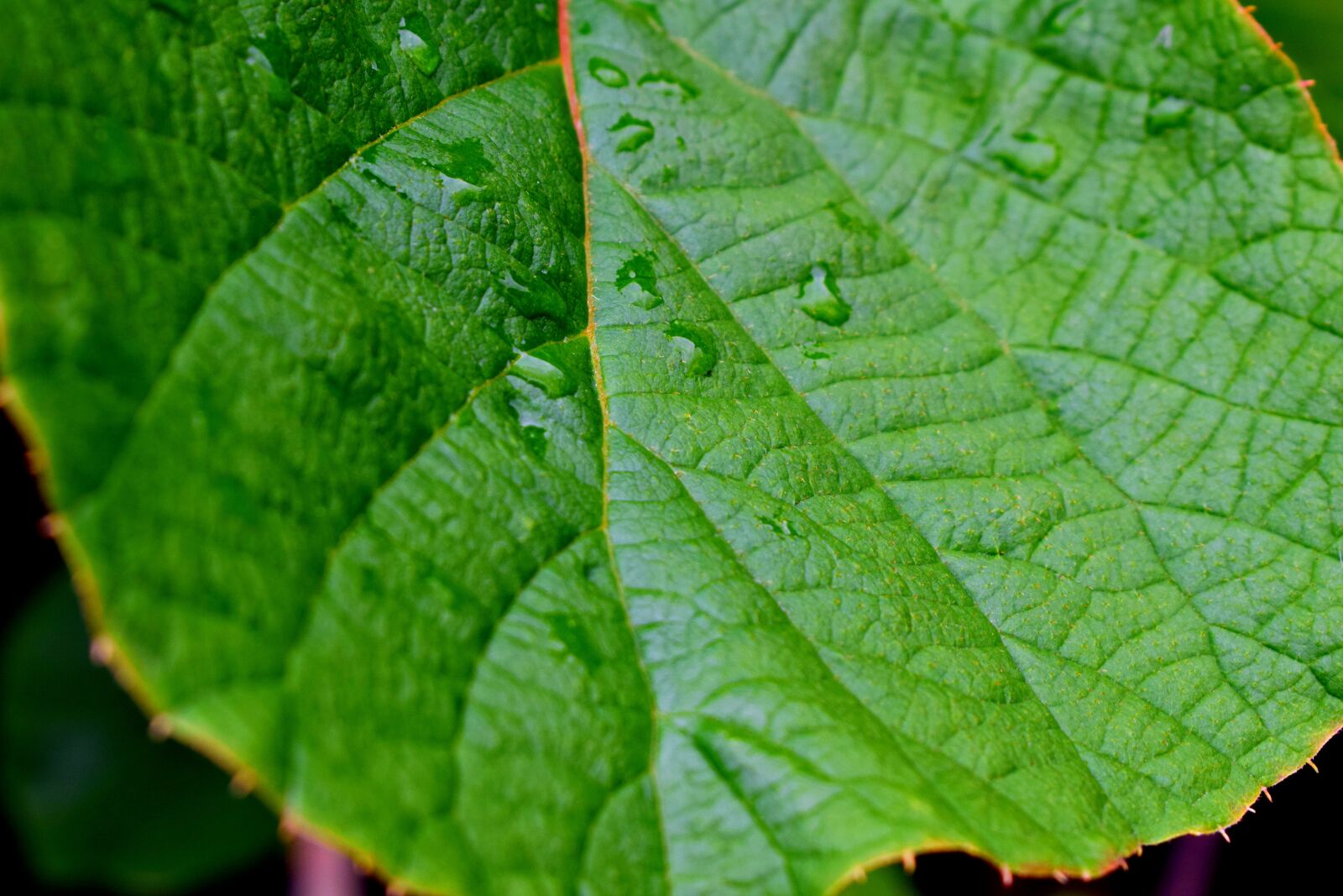 Nikon D3300 sample photo. Leaf, macro, green photography