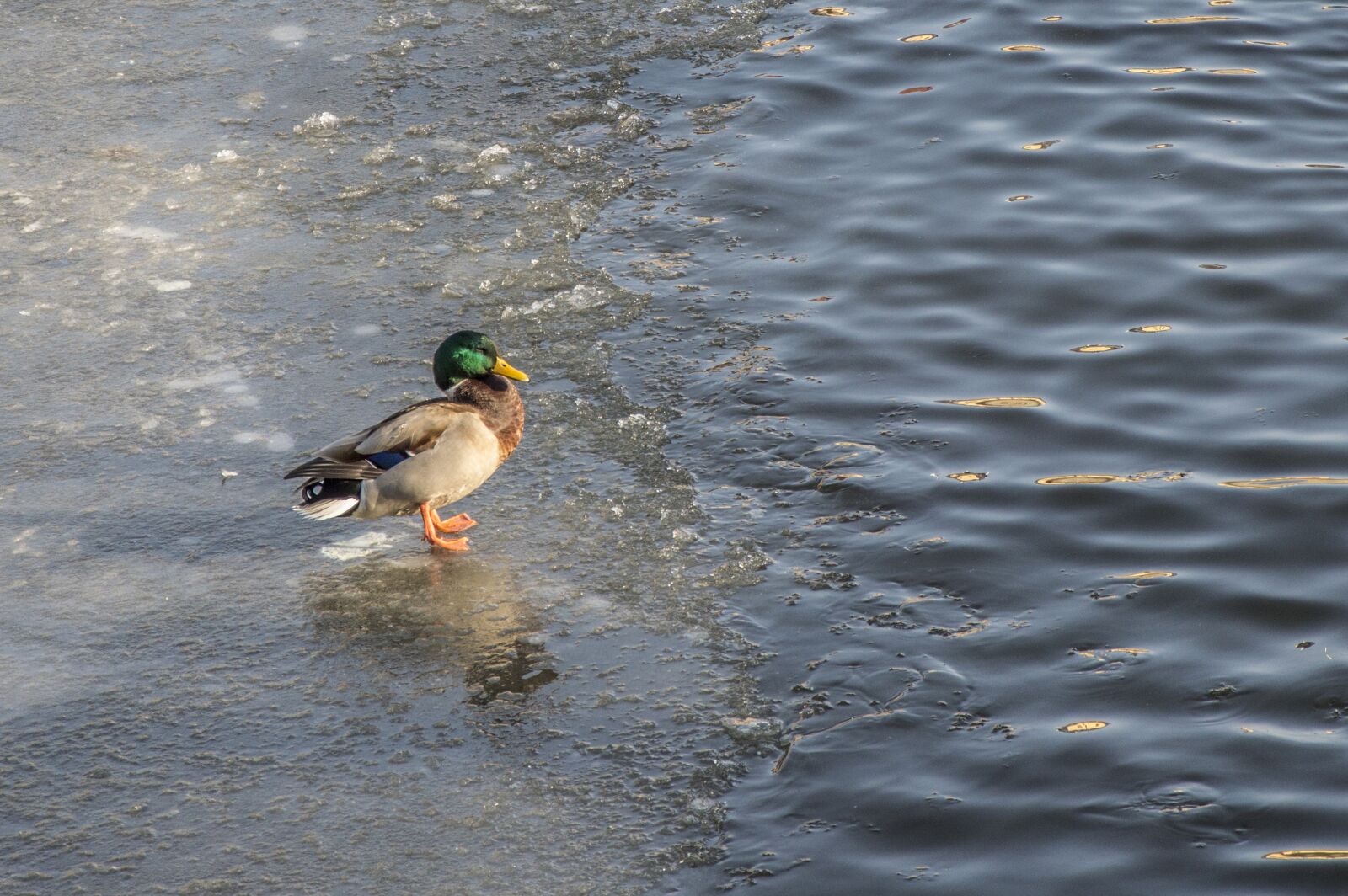 Nikon D3200 sample photo. Duck, water, bird photography