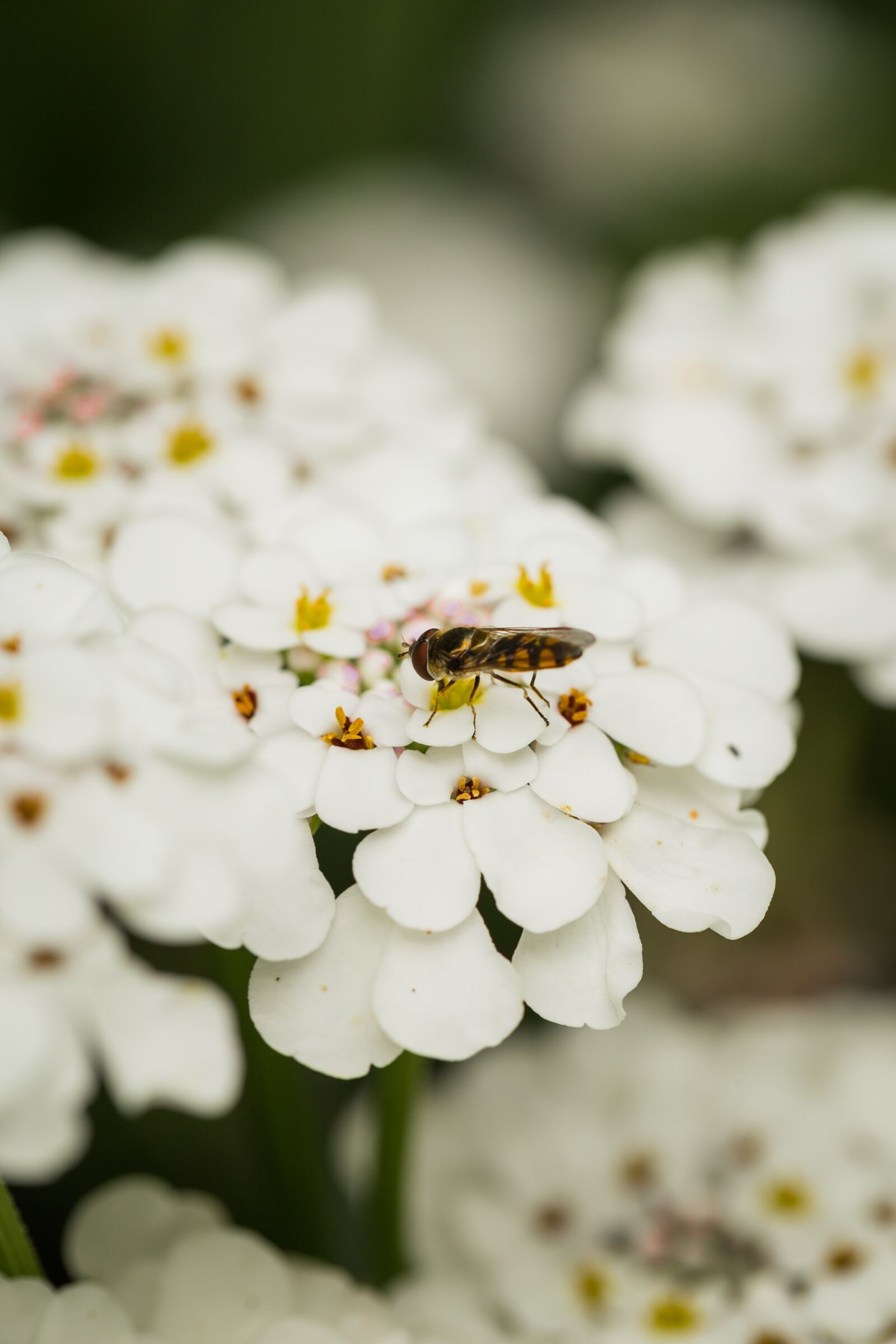 Canon EOS 6D sample photo. Bee, flower, nature photography