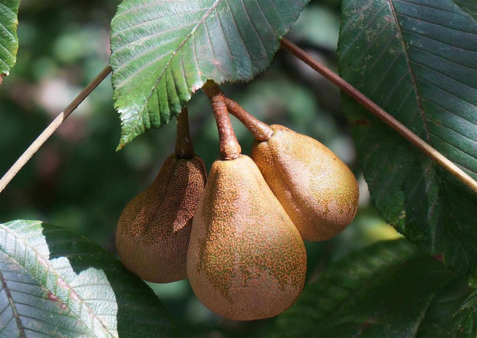 Sony Alpha NEX-5T sample photo. Japanese horse chestnut pods photography