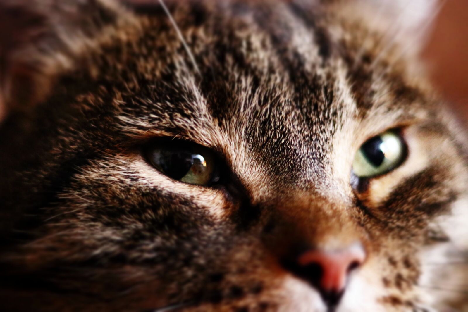 Canon EOS 80D + Canon EF 50mm F1.8 STM sample photo. Cat, eye, face photography
