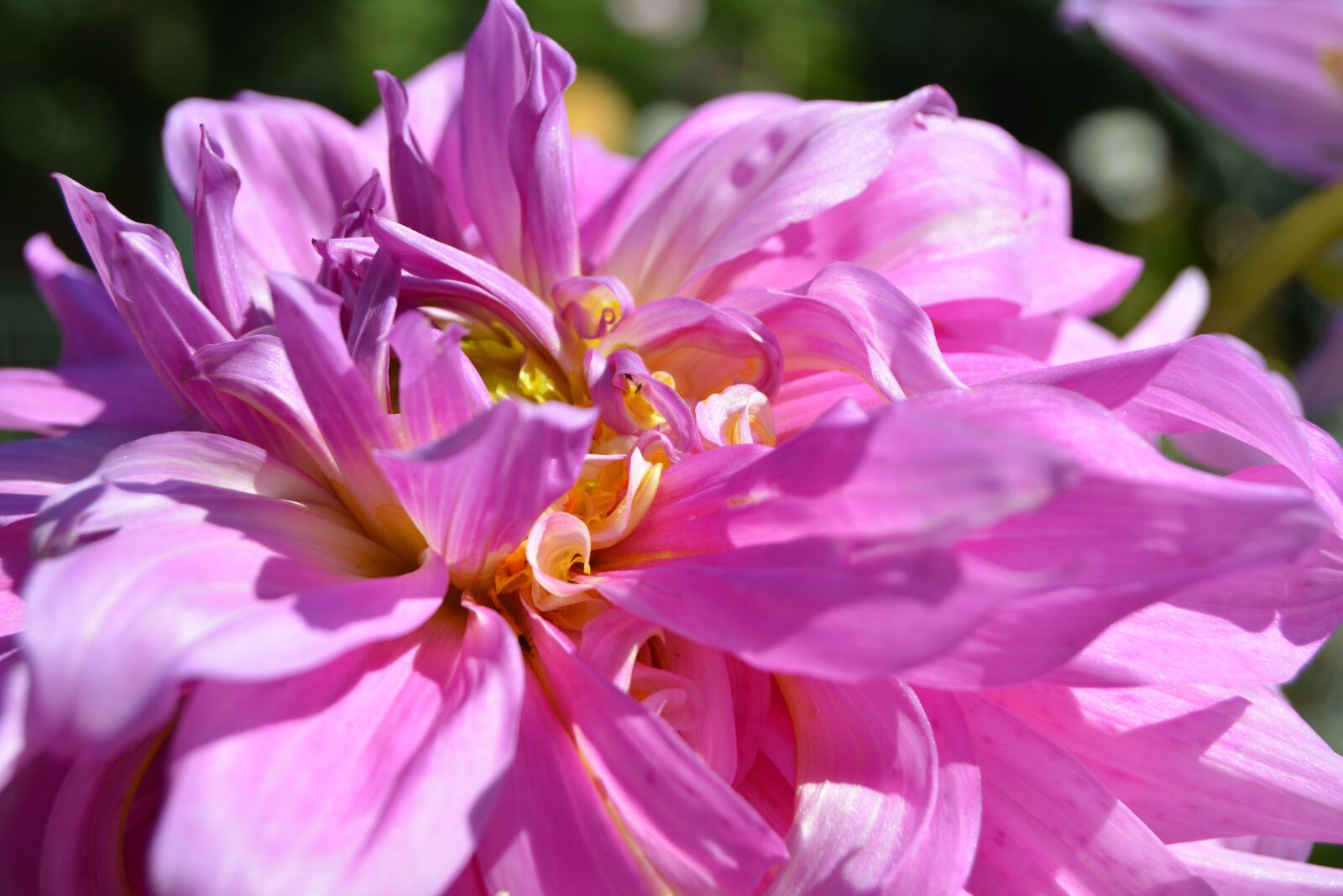 Nikon D5200 sample photo. Georgína, pink, flower photography