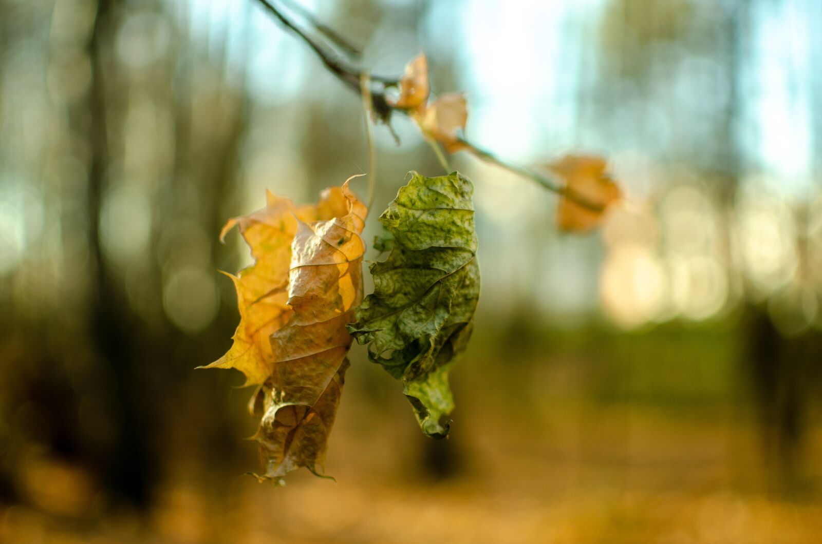 Nikon D5100 sample photo. Autumn, forest, sheet photography