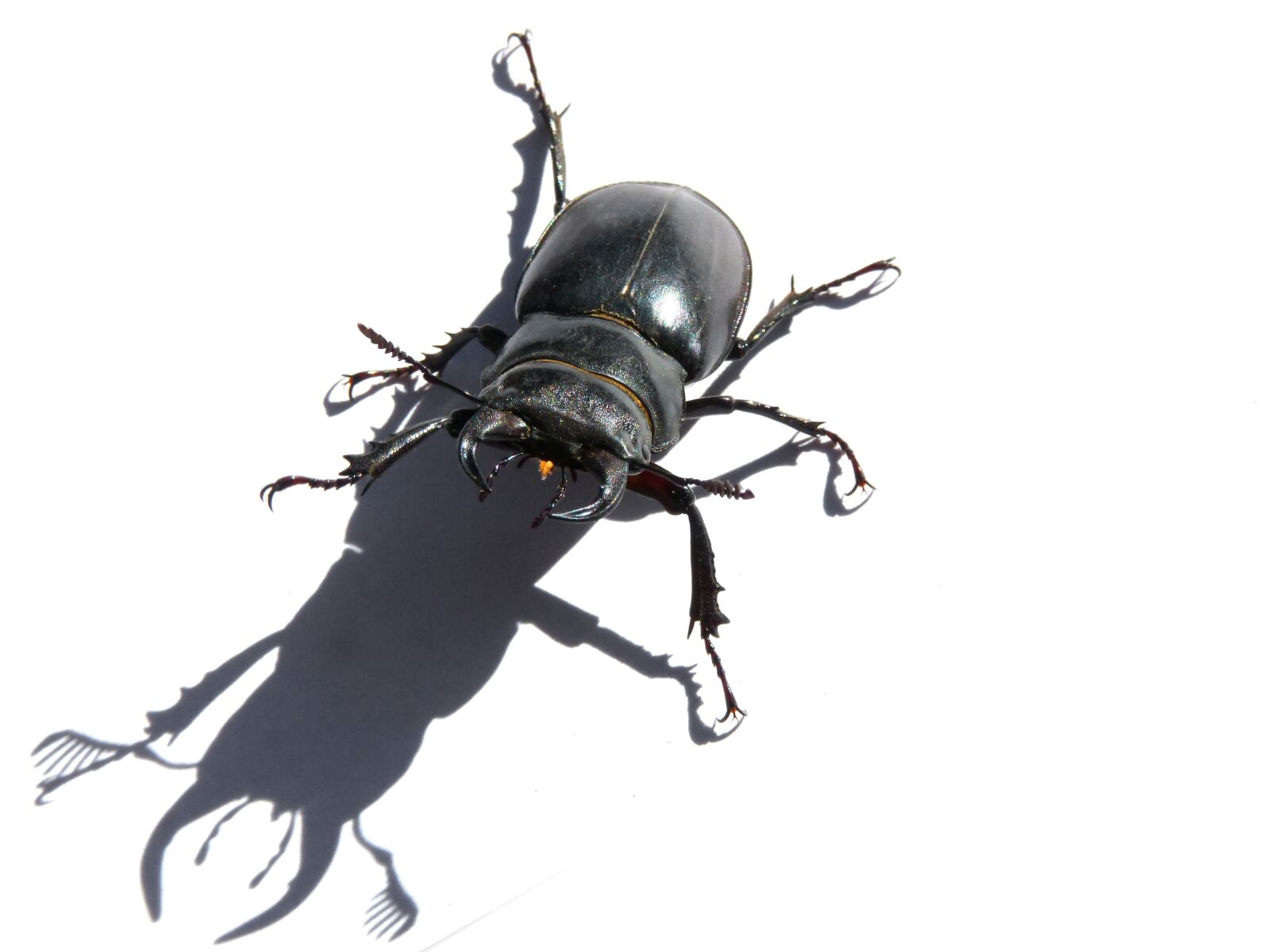 Panasonic DMC-FZ62 sample photo. Beetle, lucanus cervus, stag-beetle photography