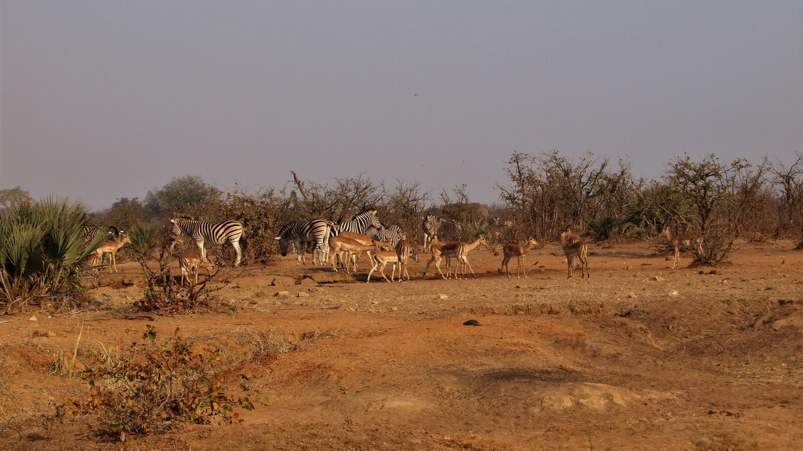 Olympus E-420 (EVOLT E-420) sample photo. Zebra, impala, elephant photography