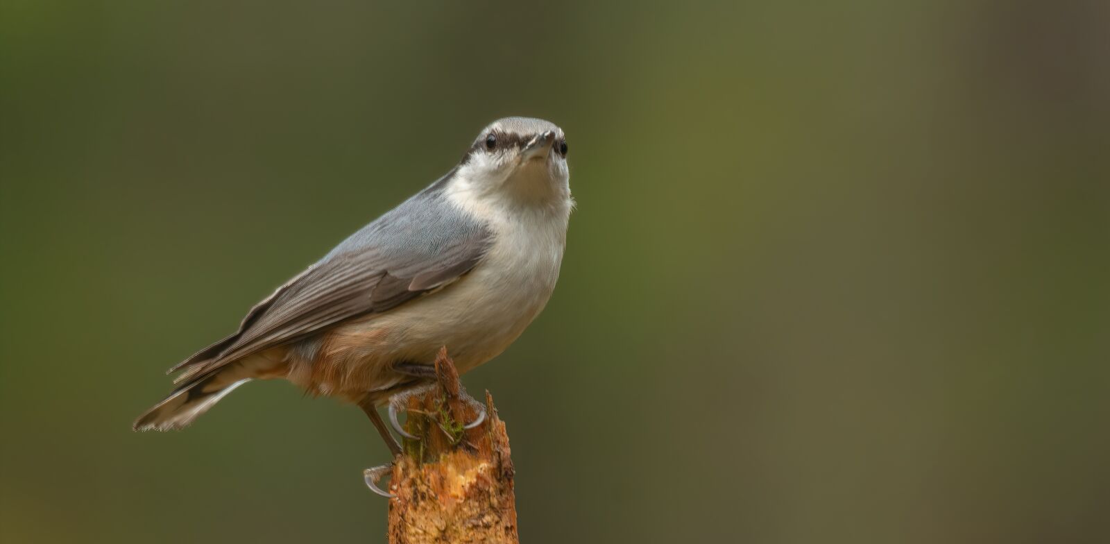 Nikon D7100 sample photo. Nuthatch, bird, nature photography