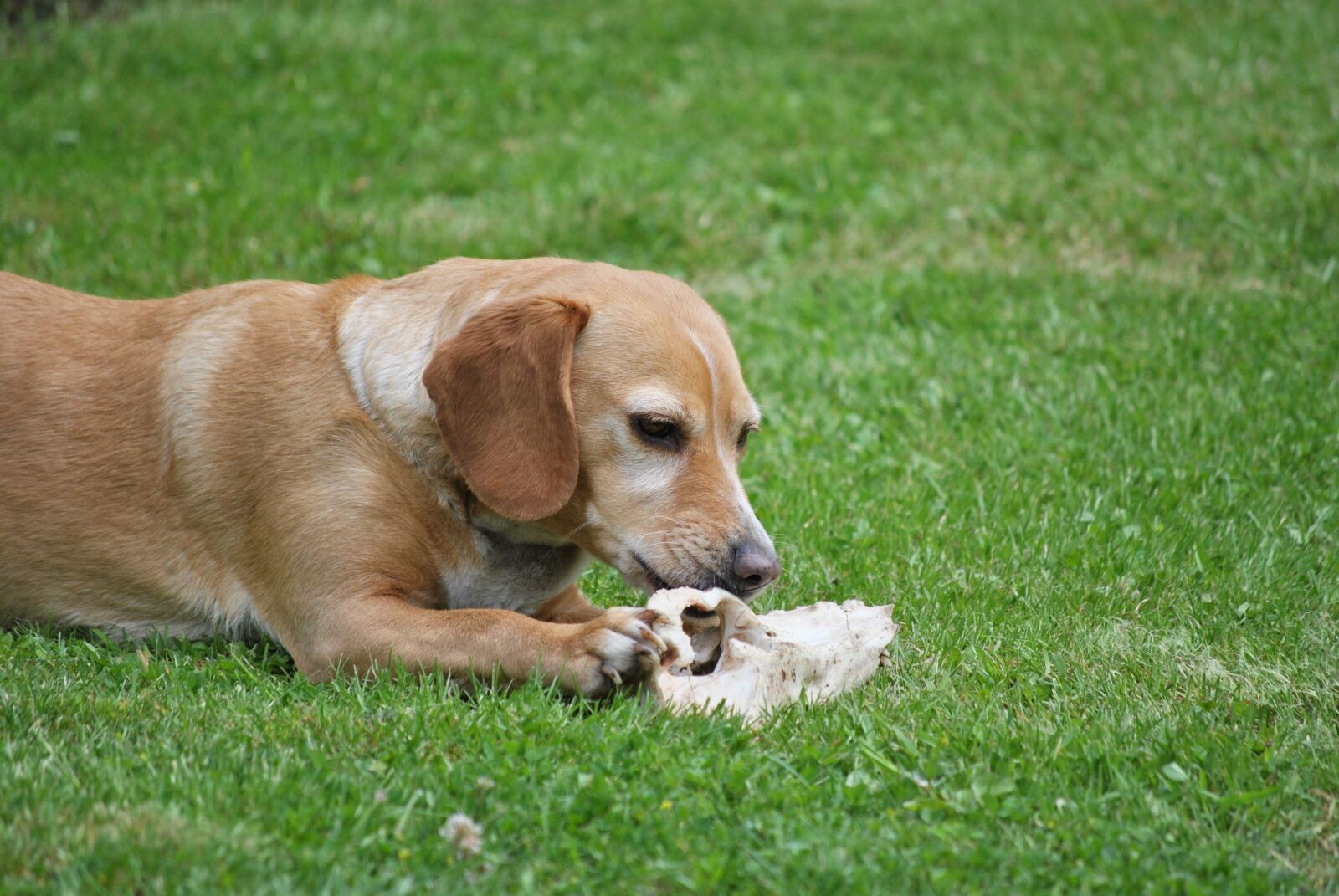 Nikon D3000 sample photo. Dog, bone, summer photography