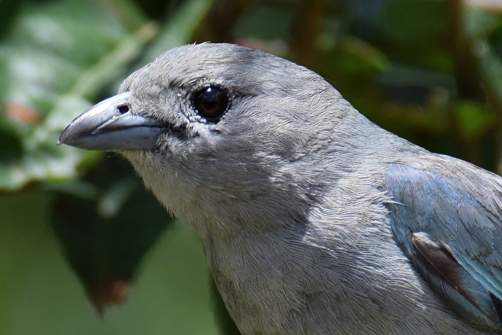 Nikon D5300 sample photo. Bird, portrait, macro photography