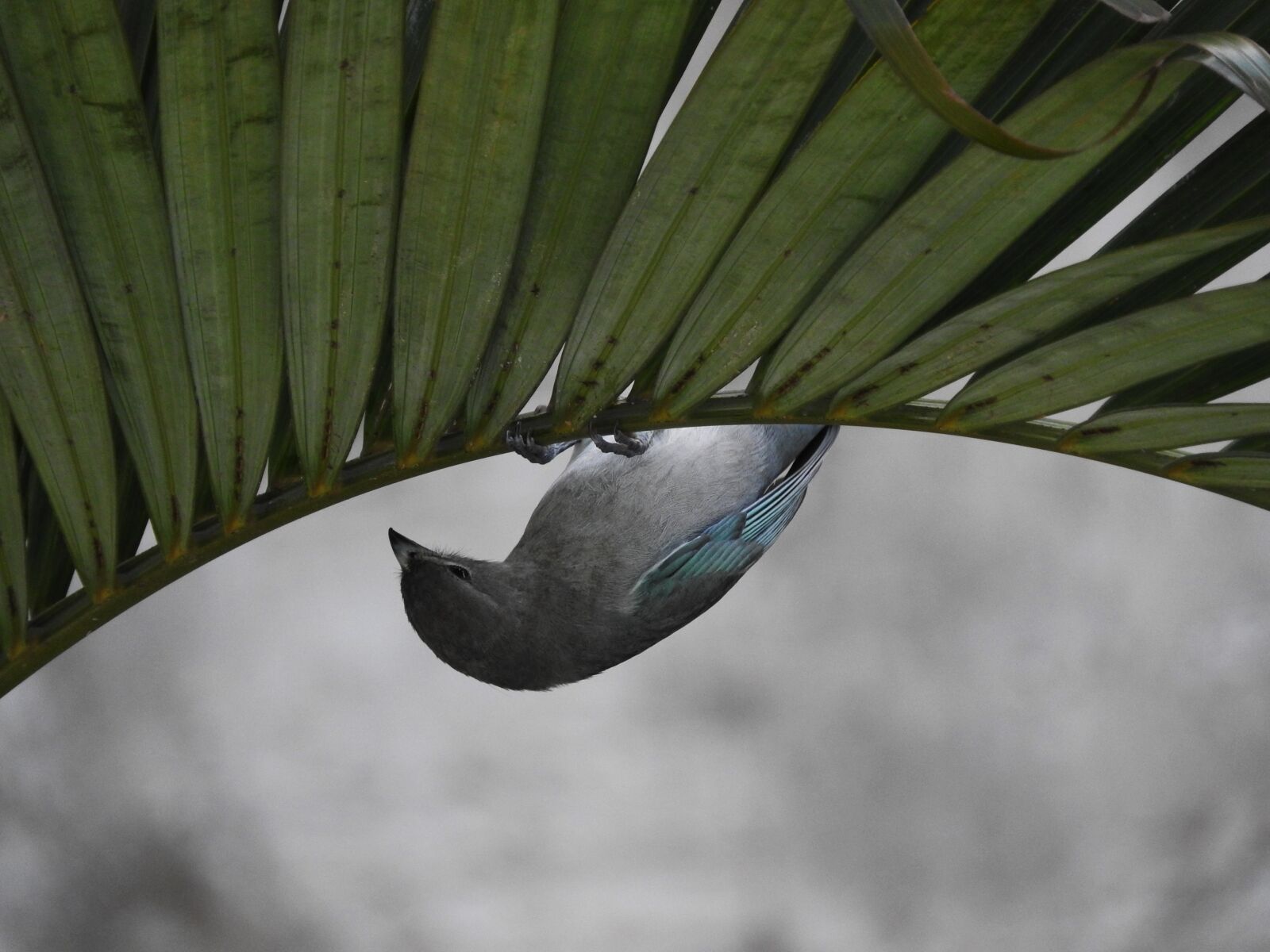 Nikon Coolpix P610 sample photo. Birdie, tightrope walker, bird photography
