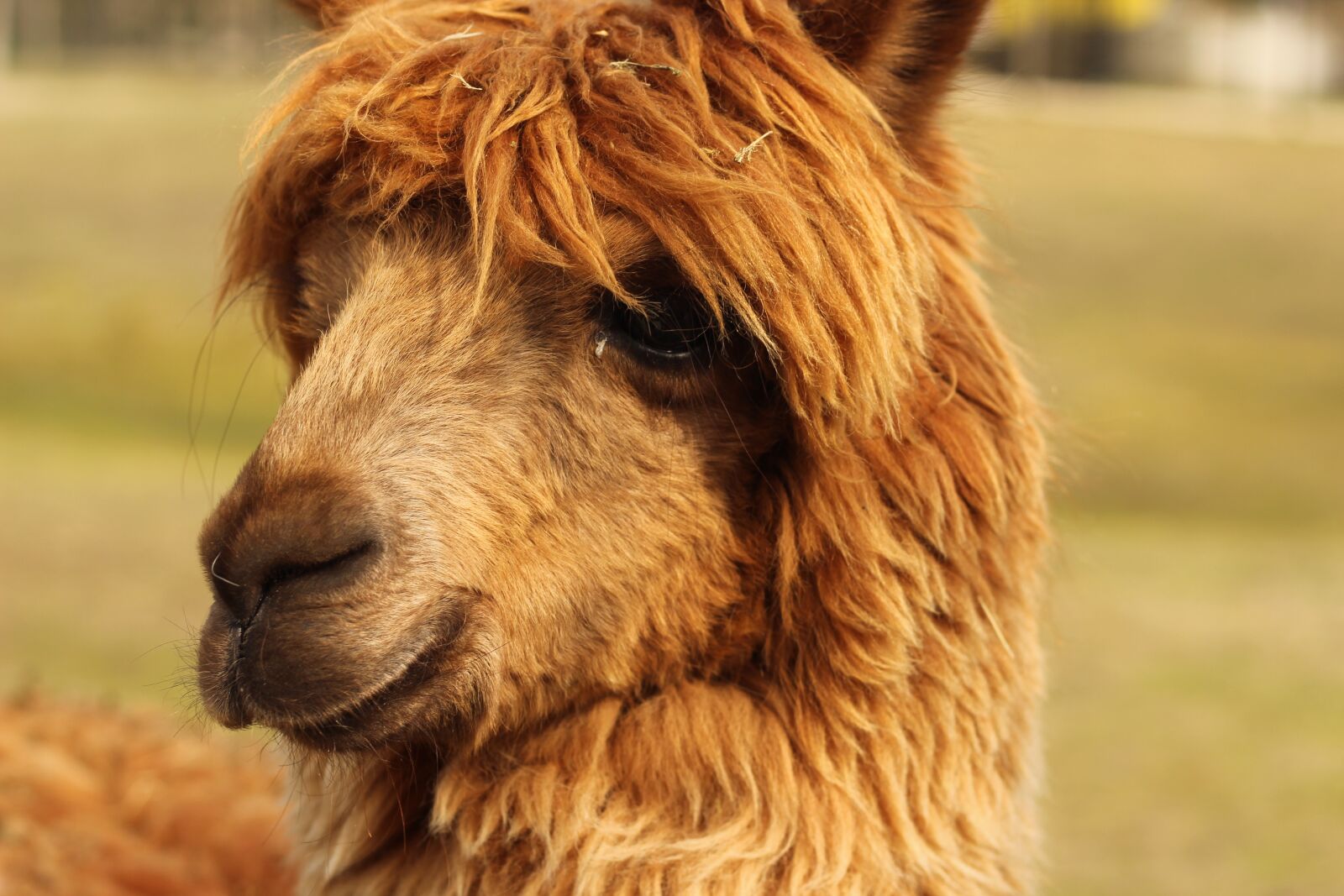 Canon EOS 1300D (EOS Rebel T6 / EOS Kiss X80) + Canon EF 50mm F1.8 STM sample photo. Alpaca, lama, nature photography