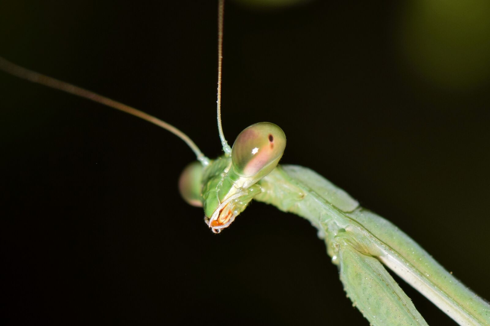 Nikon D5300 sample photo. Praying mantis, mantis, insect photography