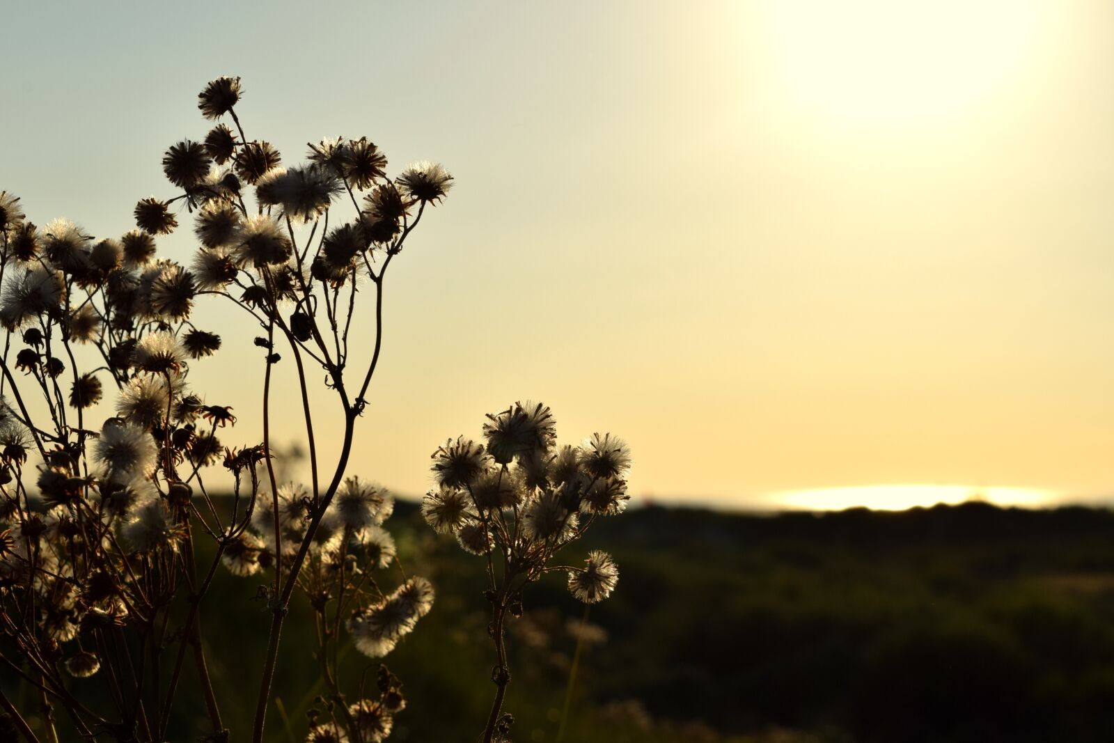 Nikon D3300 sample photo. Borkum, evening, dune photography
