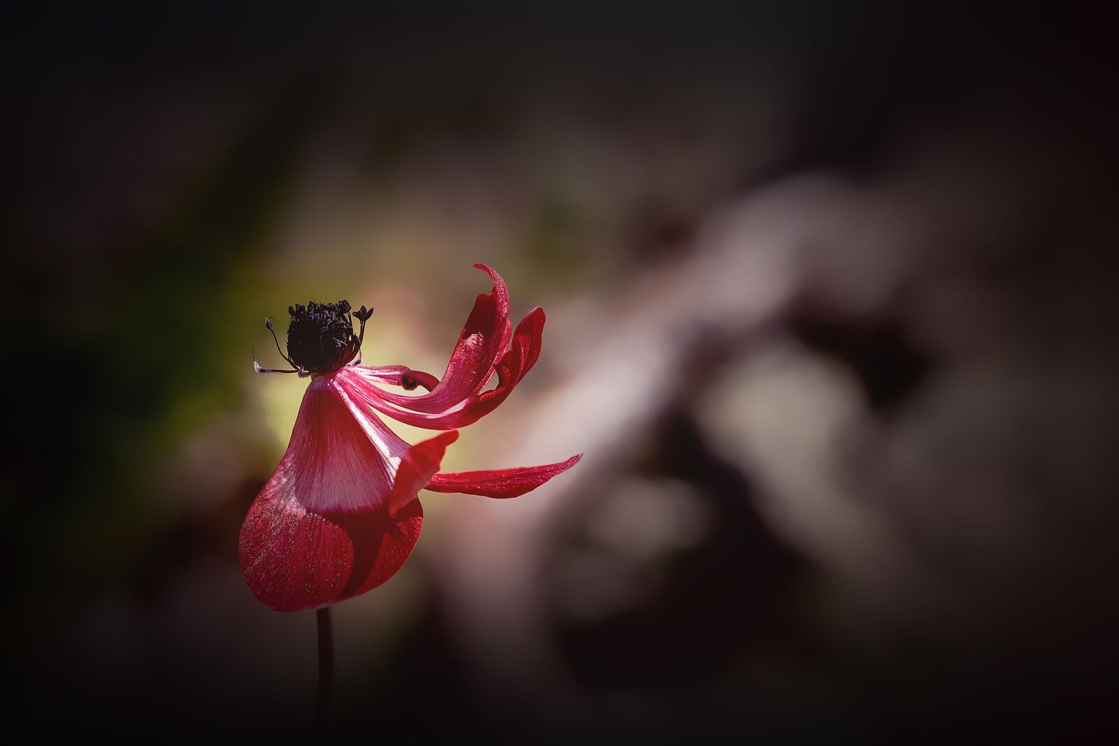 Nikon D7100 sample photo. Anemone, red, red anemone photography