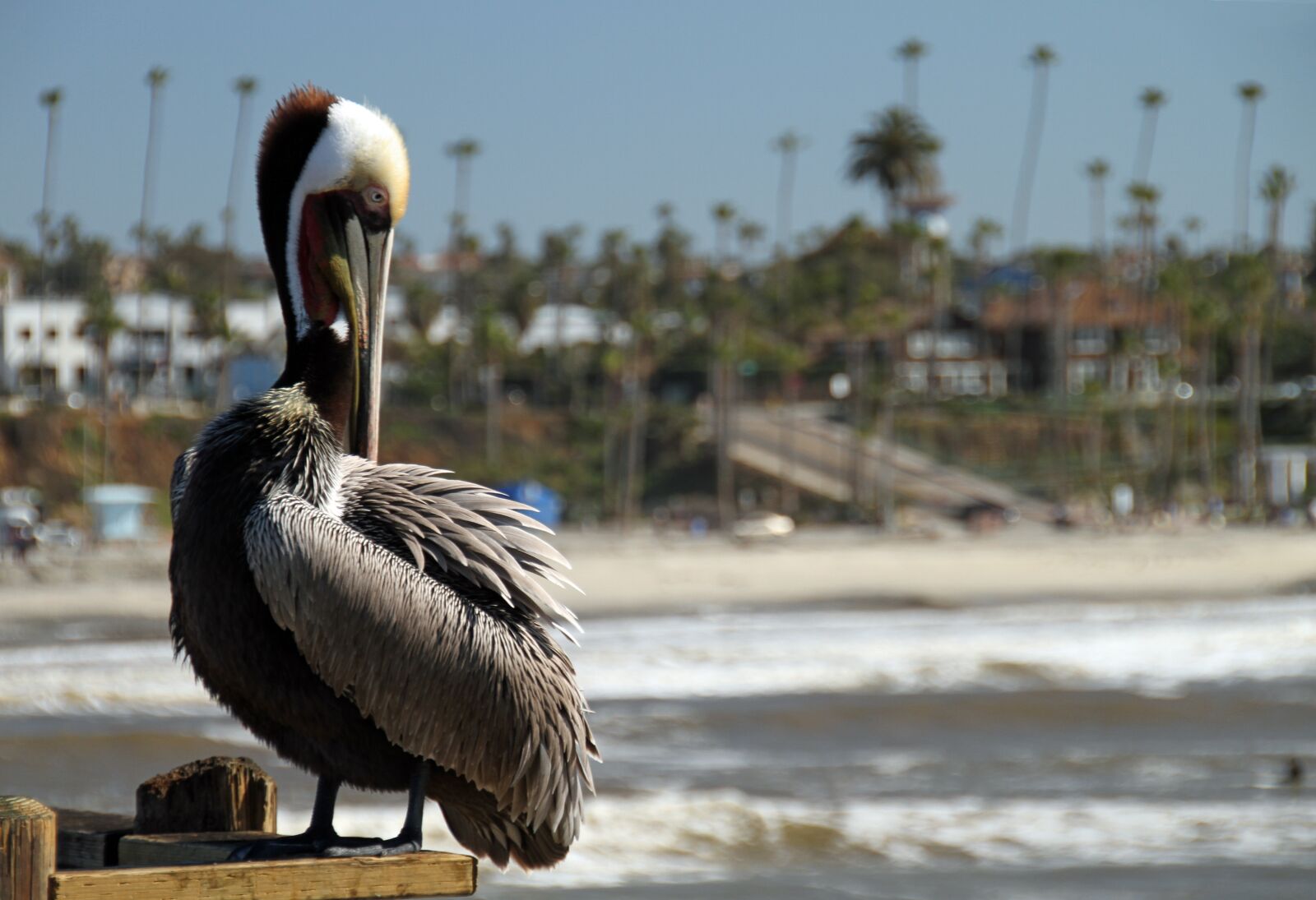 Canon EOS 7D sample photo. Pelican, san diego, pier photography