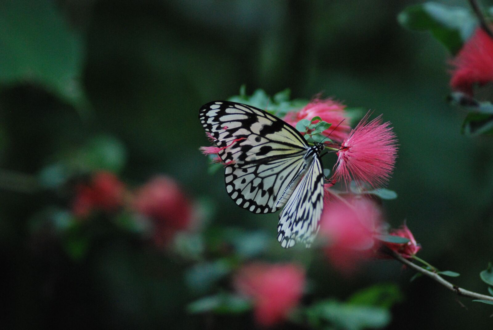 Nikon D80 sample photo. Butterfly, spread wings, old photography