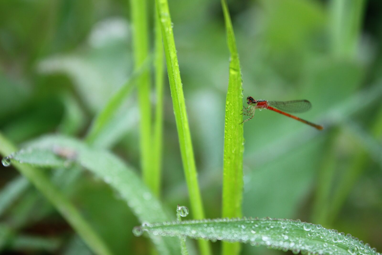 Canon EOS 600D (Rebel EOS T3i / EOS Kiss X5) sample photo. Dragonfly, red, green photography