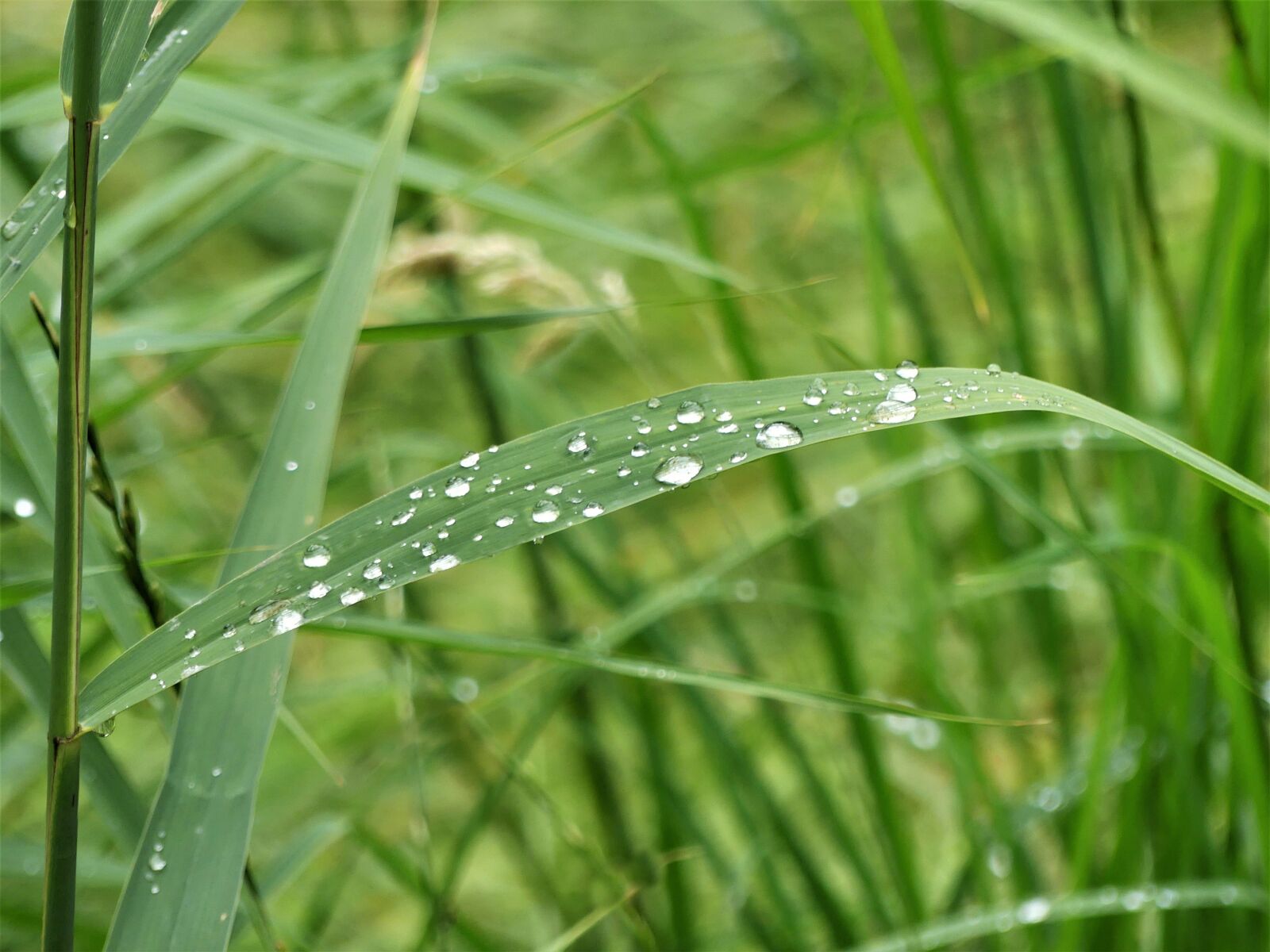 Panasonic Lumix DMC-FZ300 sample photo. Bank, grass, nature photography