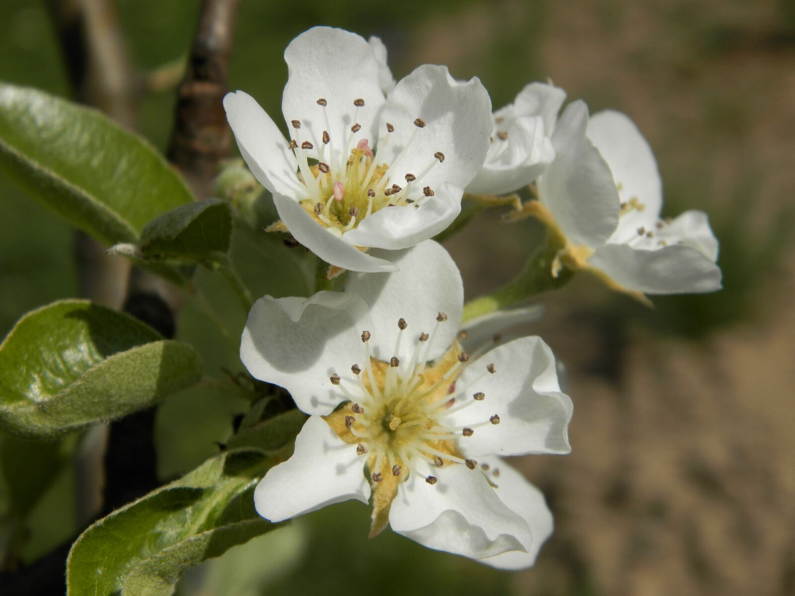 Olympus SP-620UZ sample photo. Flower, sprig, pear photography