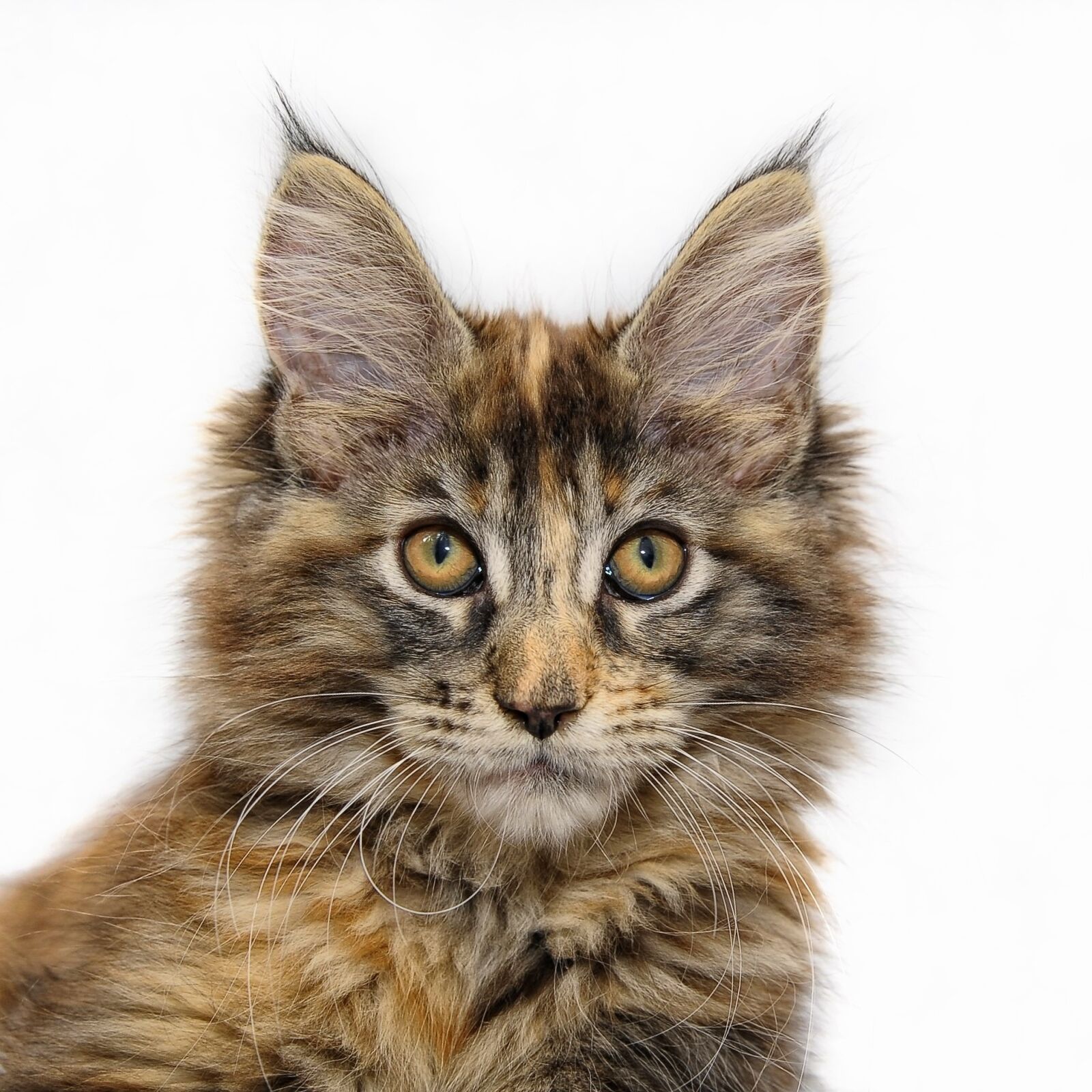 Nikon D700 sample photo. Maine coon, cat, young photography
