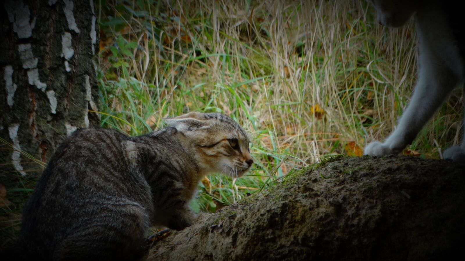 Sony Cyber-shot DSC-HX300 sample photo. Cat, kitten, animal photography
