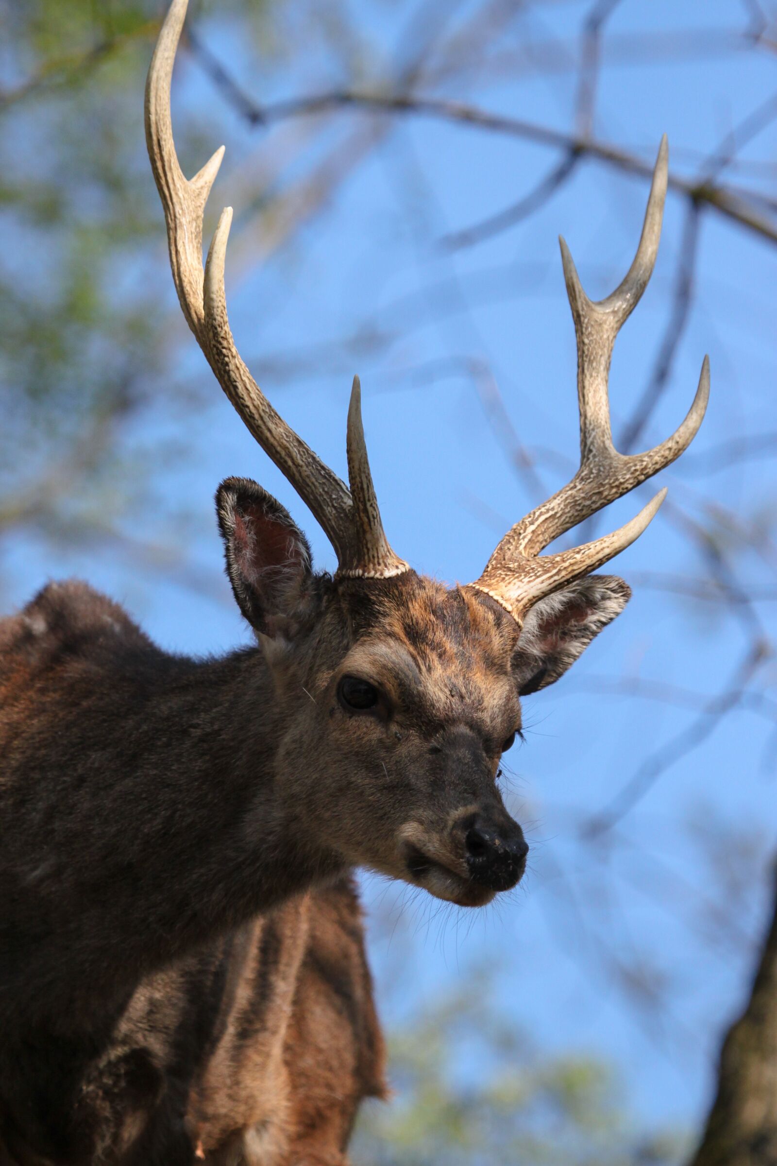 Canon EOS 500D (EOS Rebel T1i / EOS Kiss X3) sample photo. Hirsch, wild, nature photography