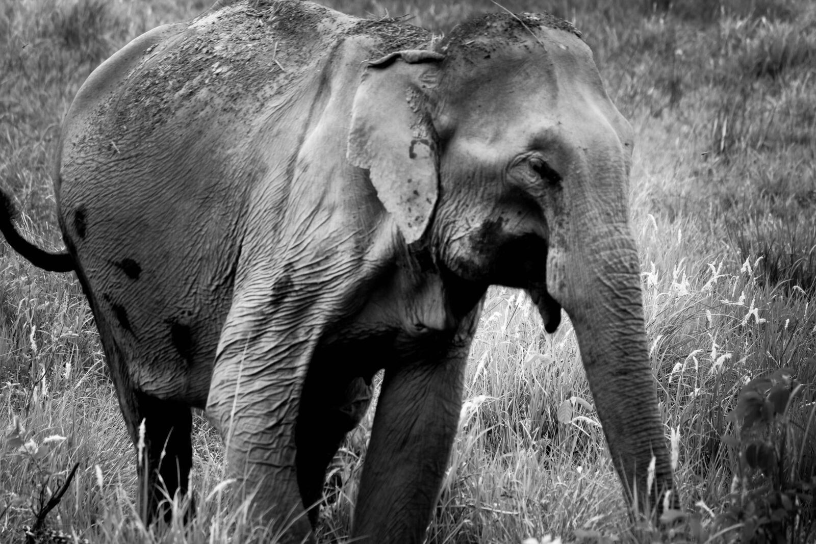 Canon EOS 1200D (EOS Rebel T5 / EOS Kiss X70 / EOS Hi) sample photo. Elephant, wildlife, animal photography