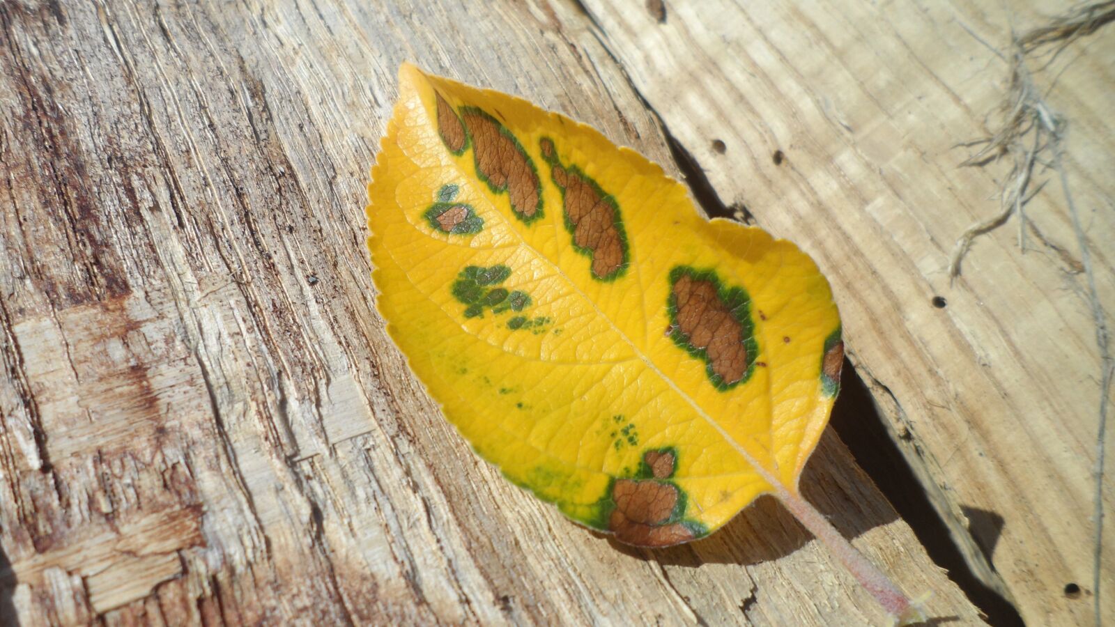 Samsung MV800 sample photo. Leaf, fall, autumn leaves photography