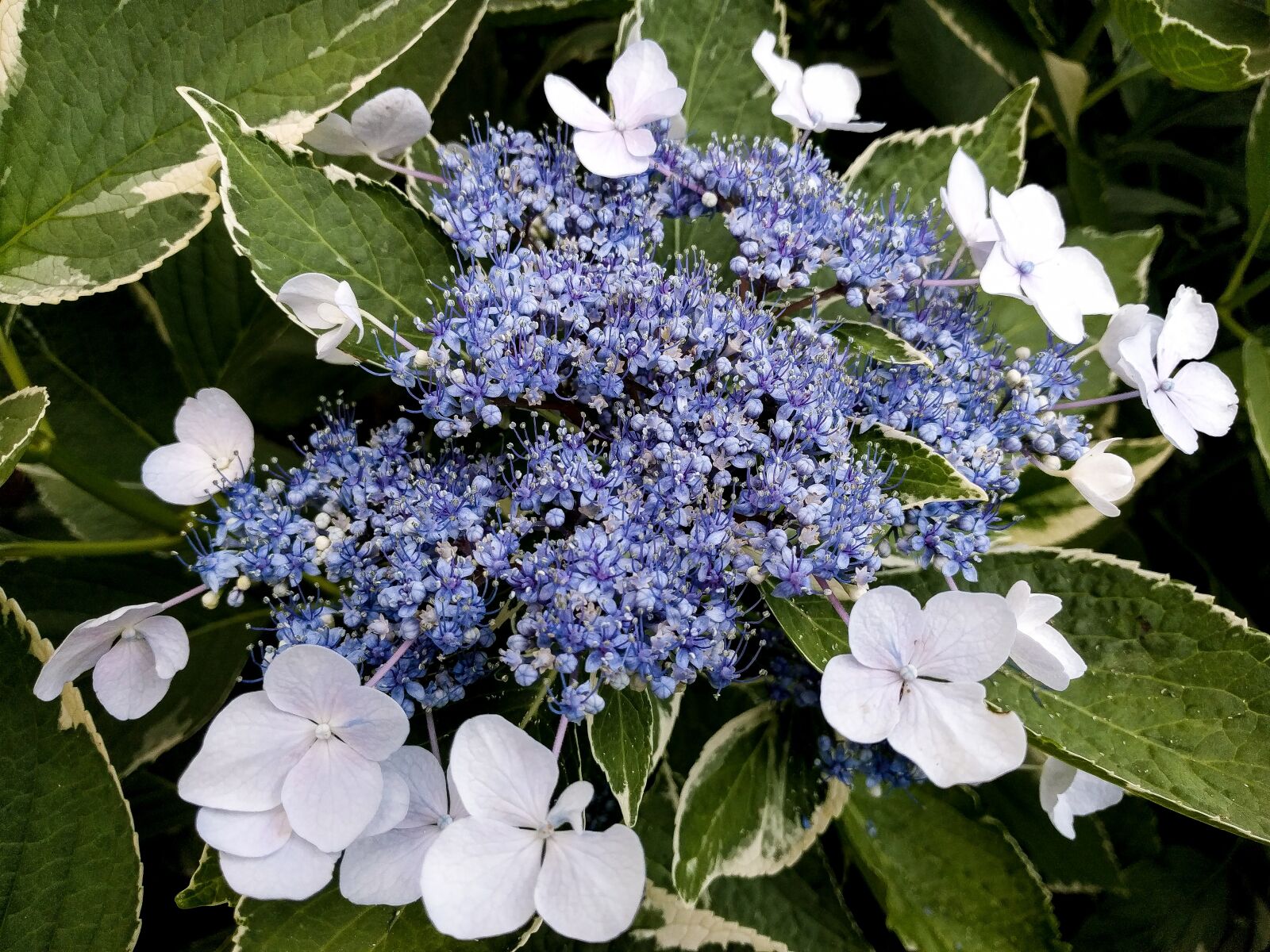 LG Nexus 5X sample photo. Variegated lacecap hydrangea, hydrangea photography
