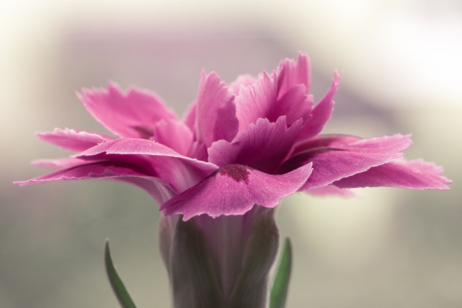 Pentax smc D-FA 100mm F2.8 Macro WR sample photo. Pink flower, pink, single photography