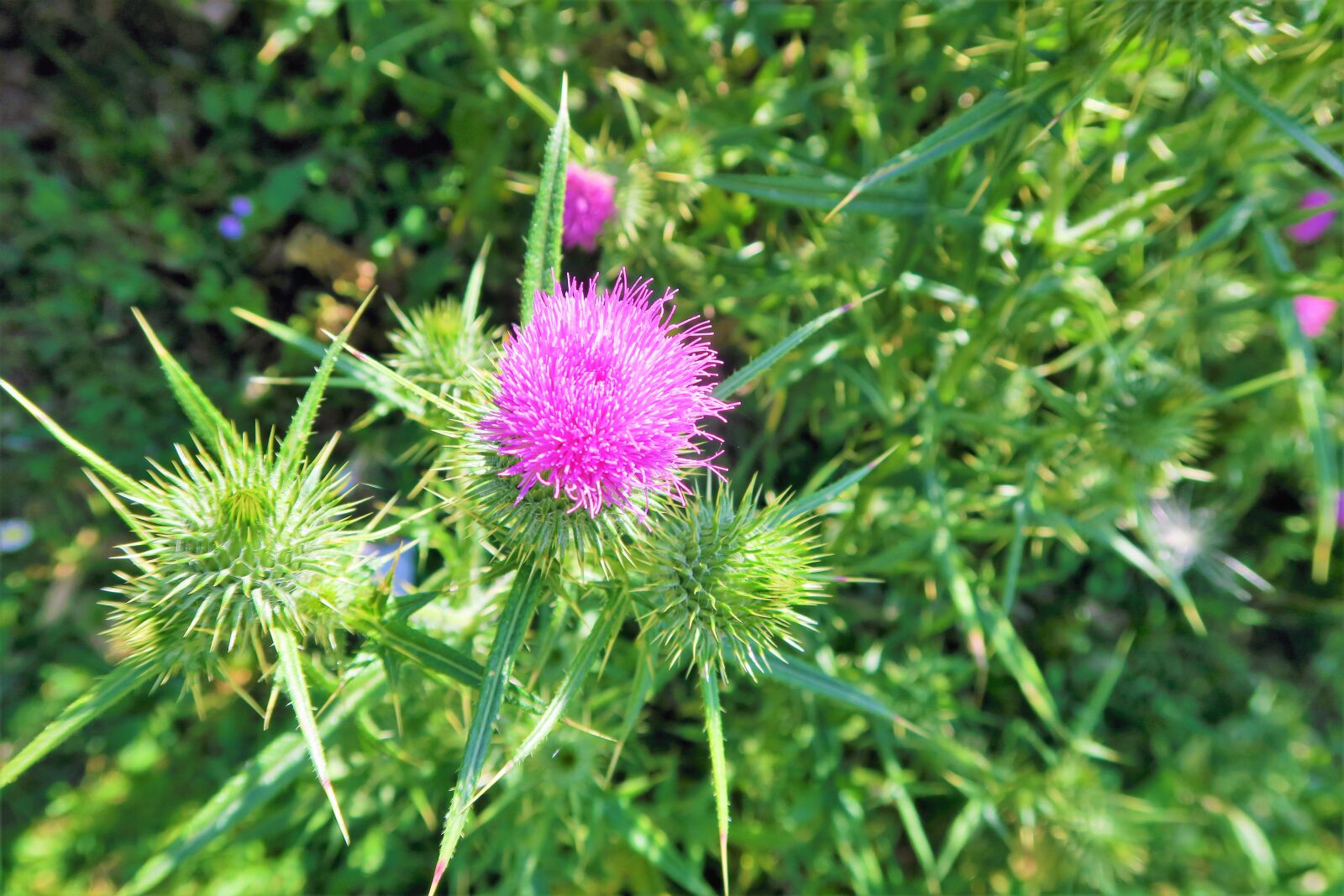 Canon PowerShot G7 X sample photo. Flower, dea, highland photography