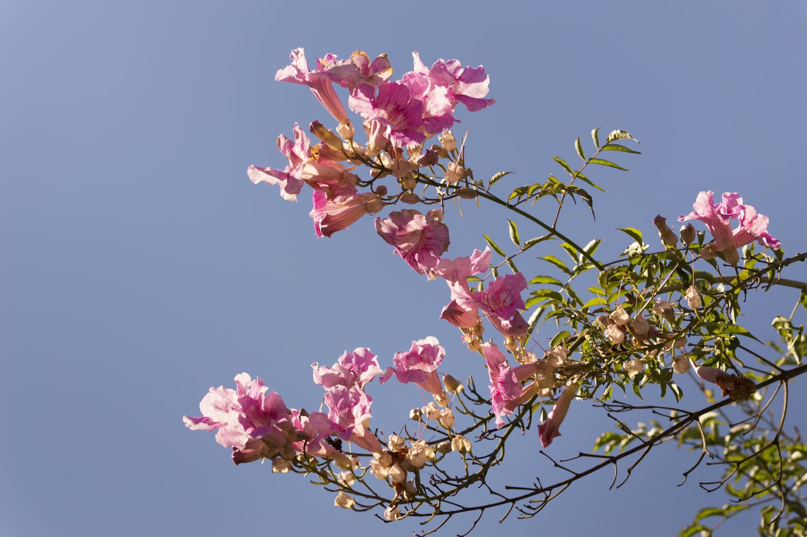 Nikon D3200 sample photo. Flowers, vine, bignonia pink photography