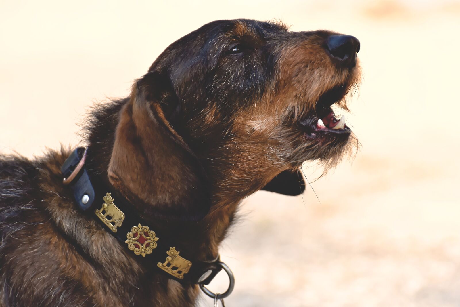 Nikon D7200 sample photo. Dachshund, rauhaardackel, dog photography