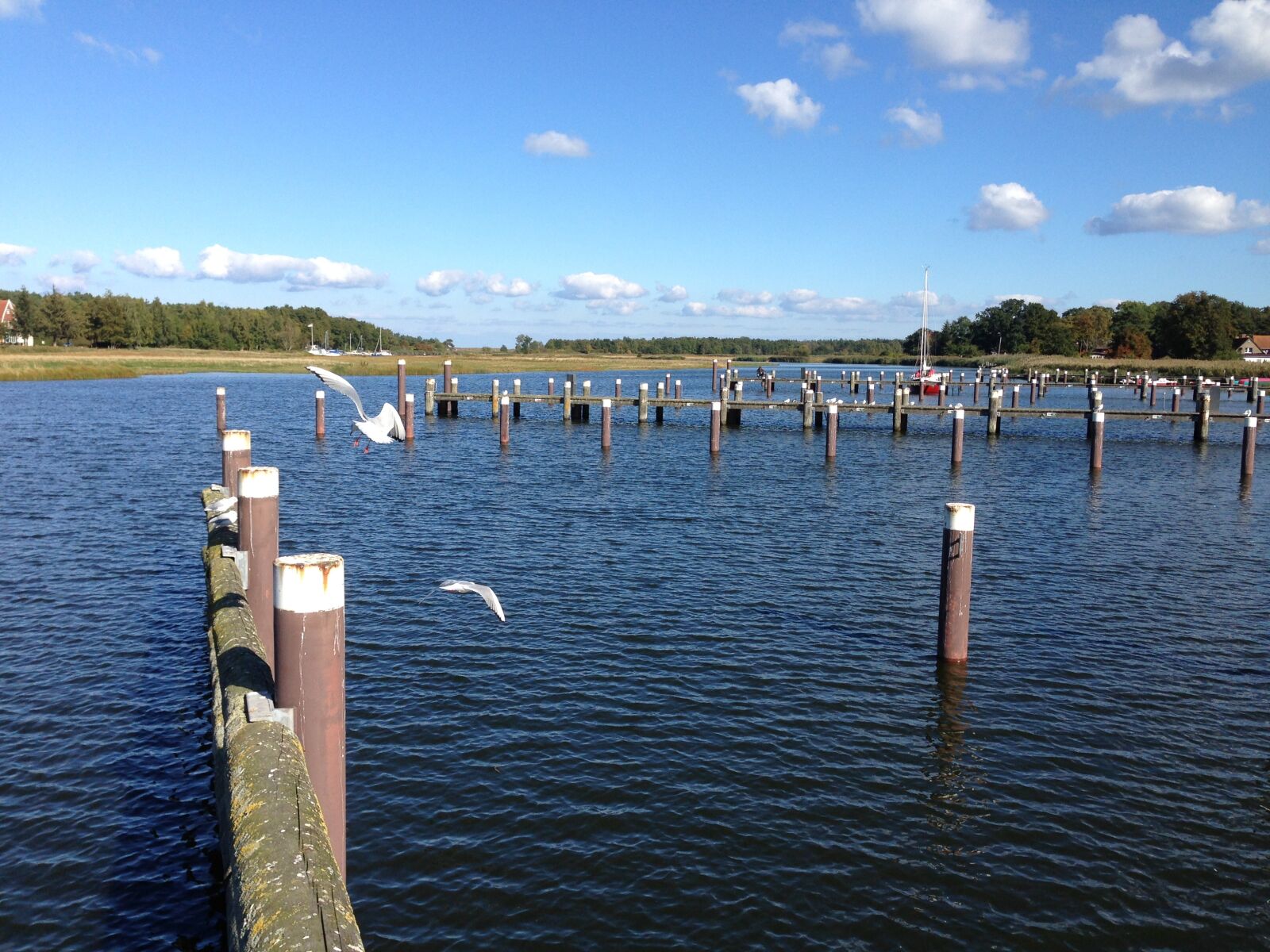 iPhone 5 back camera 4.12mm f/2.4 sample photo. Water, gulls, darß photography