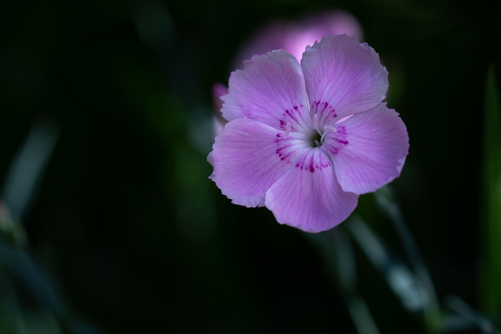 Nikon D7100 sample photo. Flower, pink, pink flower photography