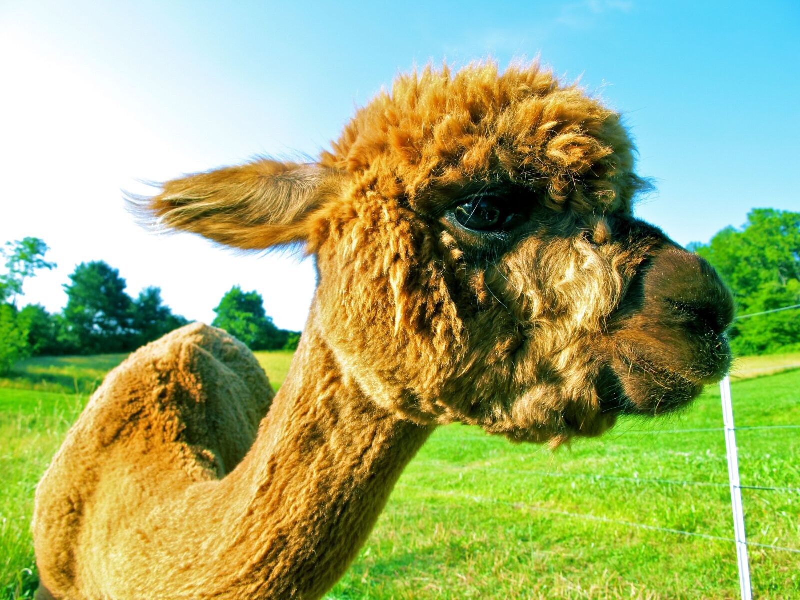 Canon PowerShot G11 sample photo. Fleece, alpaca, fur photography