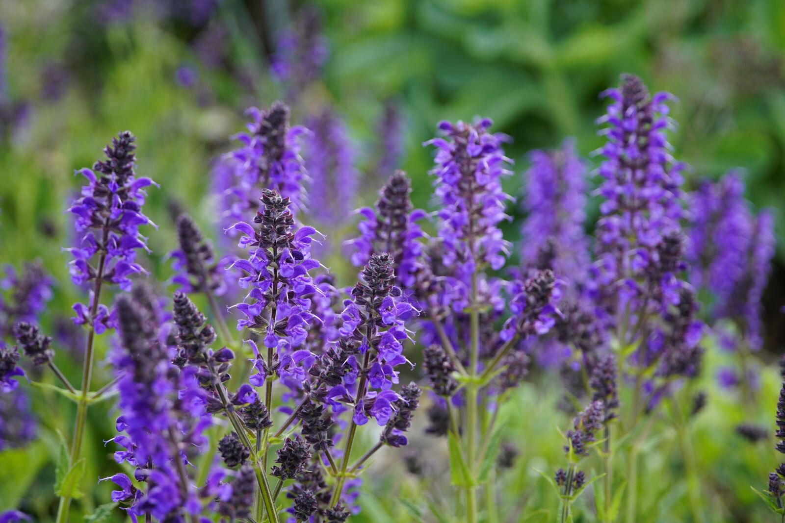 Sony a7R II + Sony E PZ 18-105mm F4 G OSS sample photo. Wallpaper, salvia, sage photography