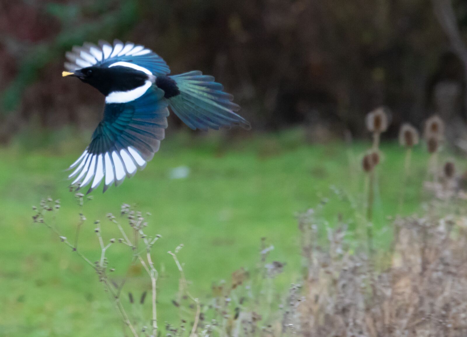 150-600mm F5-6.3 DG OS HSM | Contemporary 015 sample photo. Magpie, flight, flying photography