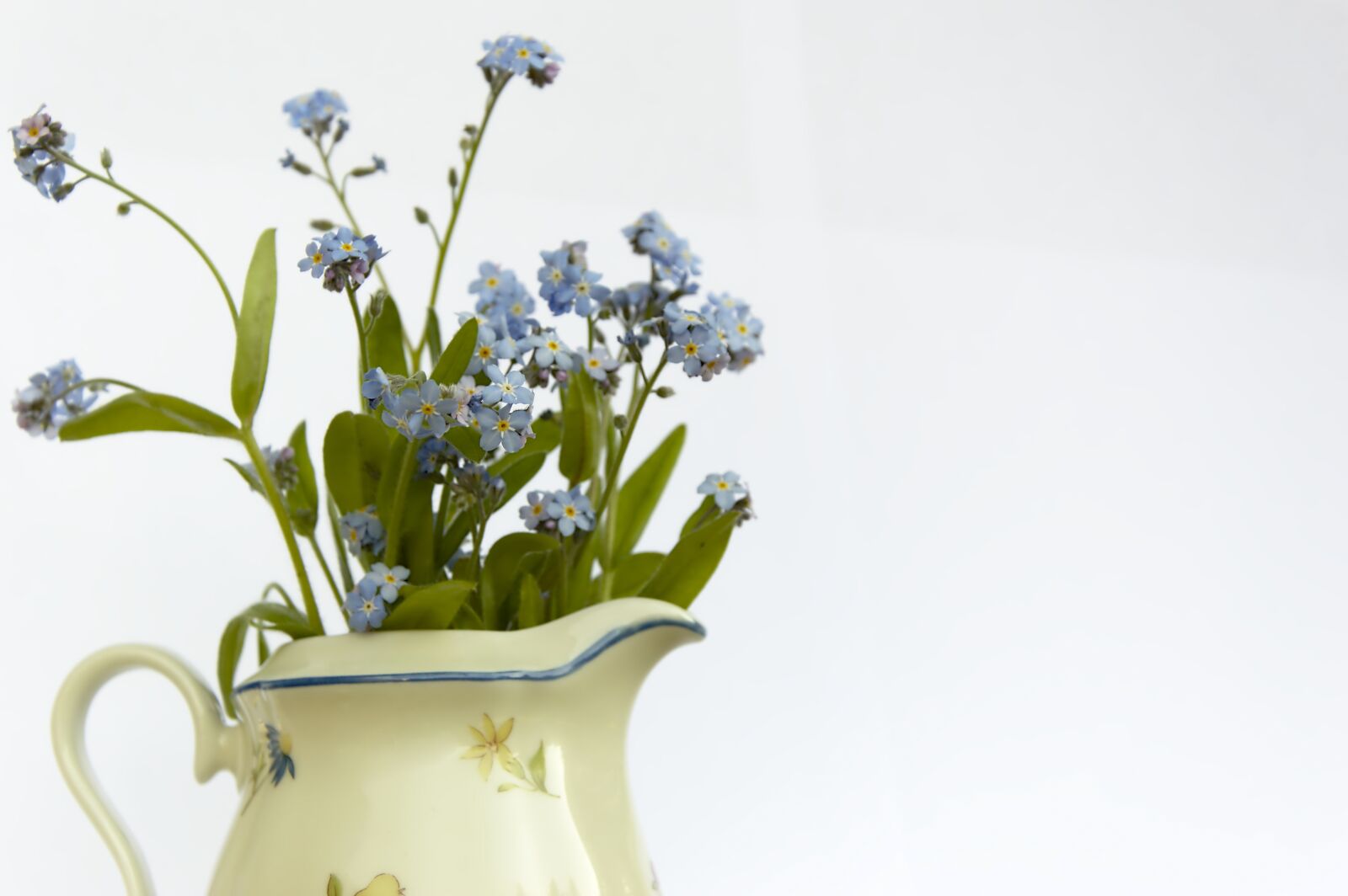 Nikon D3200 sample photo. Forget me not, flowers photography