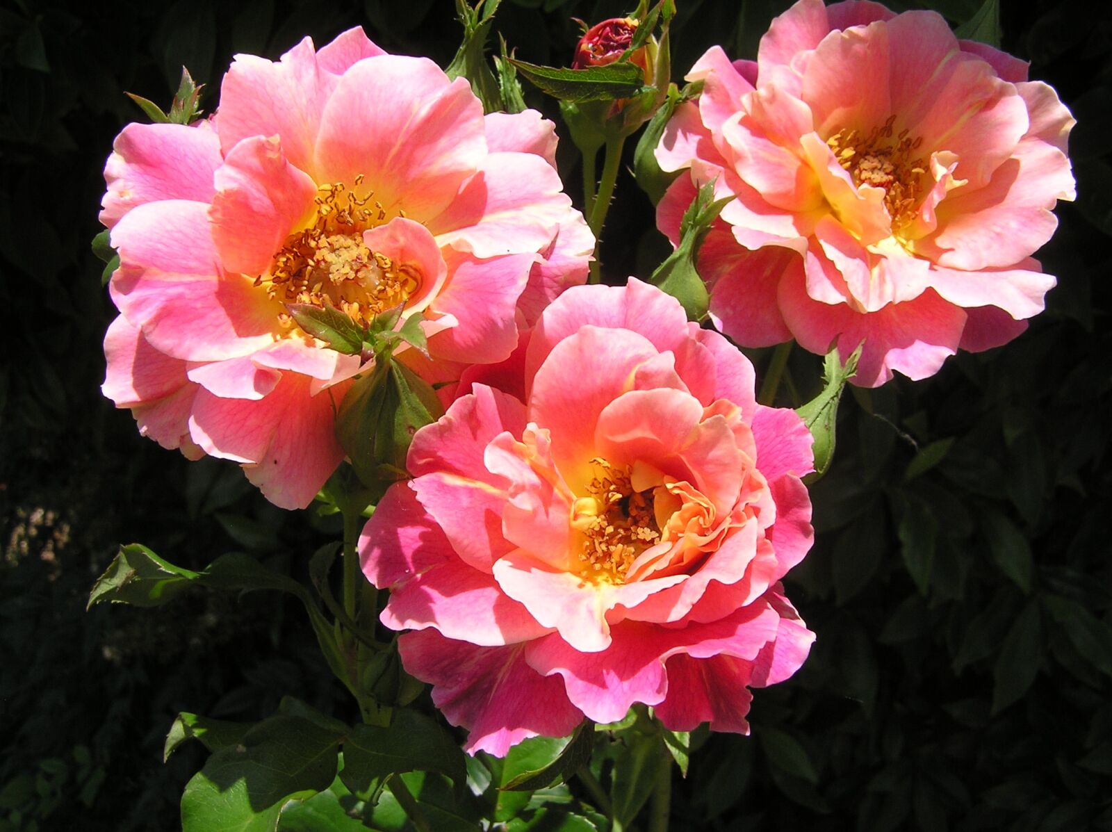 Olympus C750UZ sample photo. Roses, flowers, fragrant photography