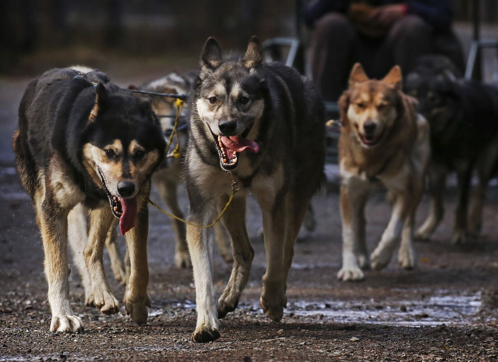 Canon EOS 6D + Canon EF 100-400mm F4.5-5.6L IS II USM sample photo. Dogs, sled, team photography