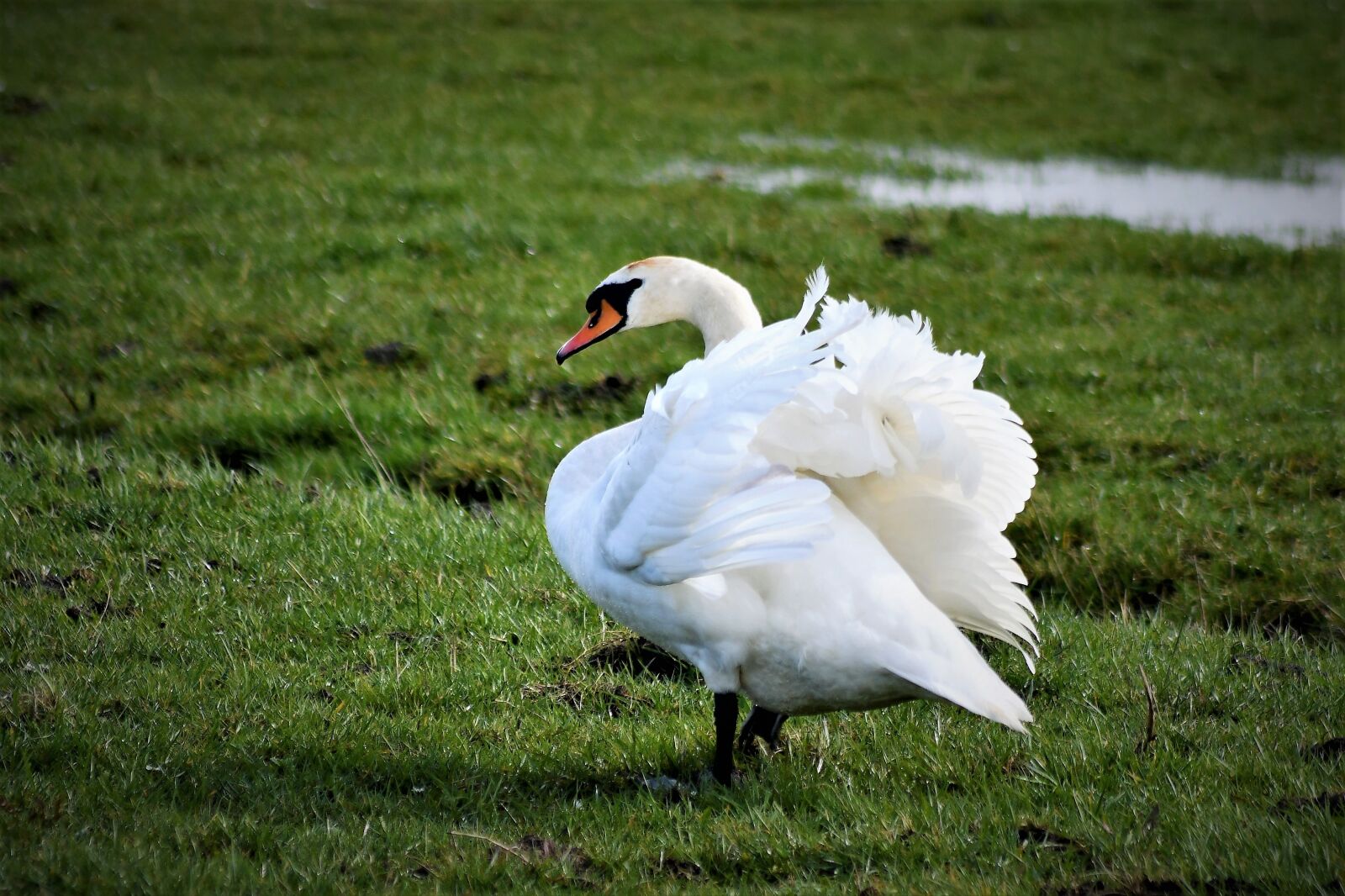 Nikon D7500 sample photo. Swan, close up, portrait photography