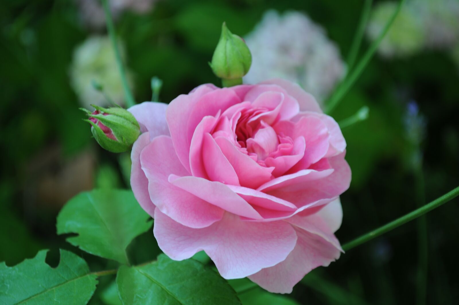 Nikon D300 sample photo. Rose, pink, blossom photography