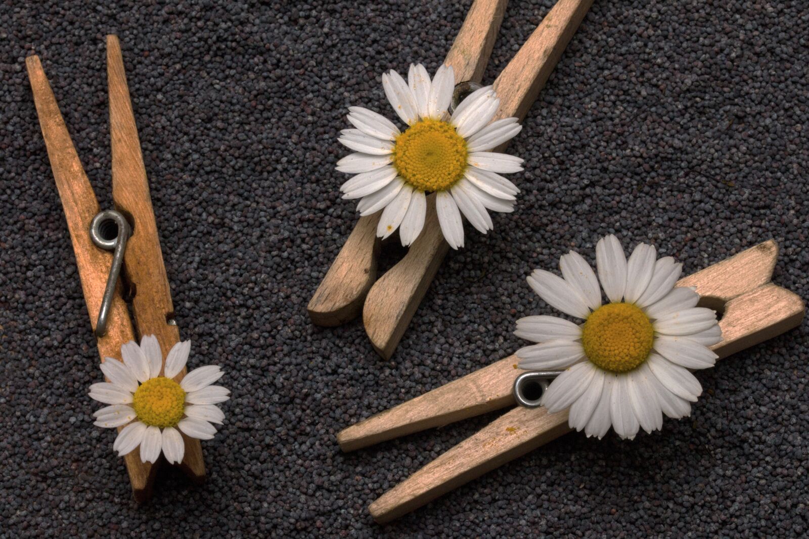 Canon EOS 70D + Canon EF-S 60mm F2.8 Macro USM sample photo. Seeds, poppy seeds, clothespins photography
