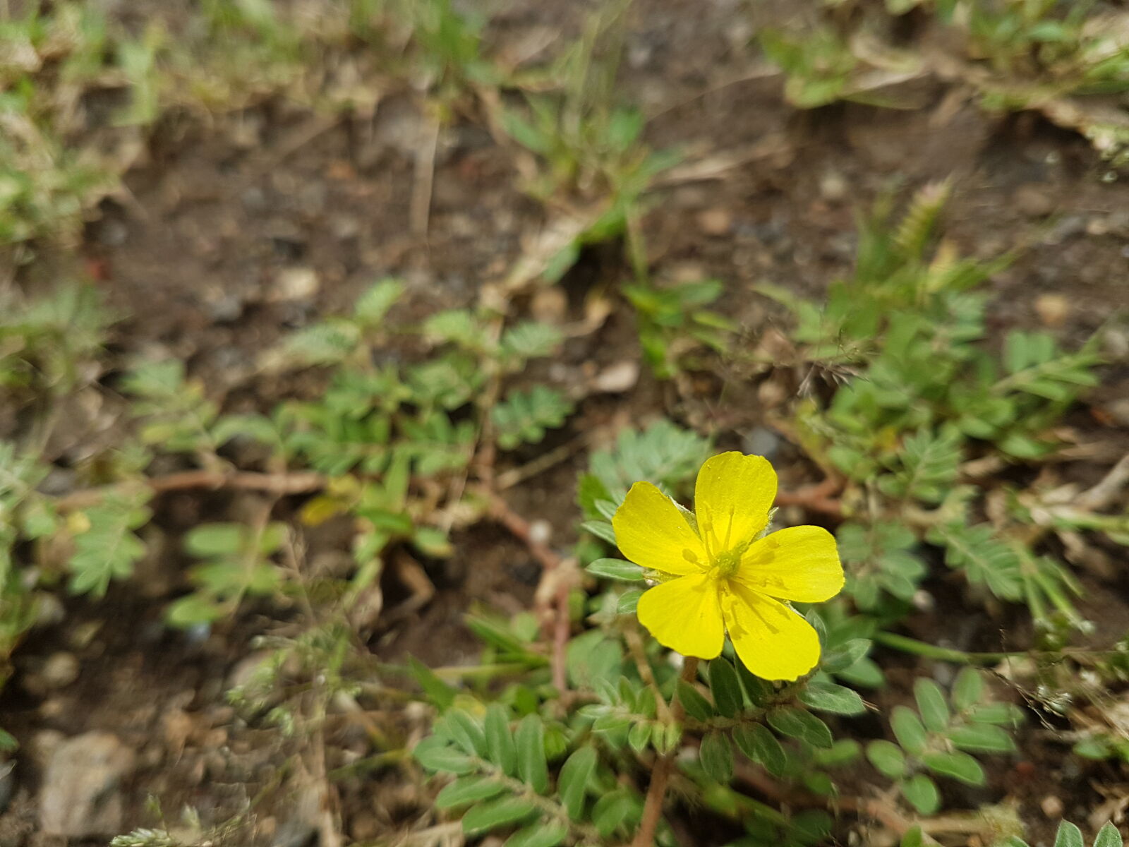 Samsung Galaxy S7 Edge sample photo. Samsung, galaxy, s7, edge photography