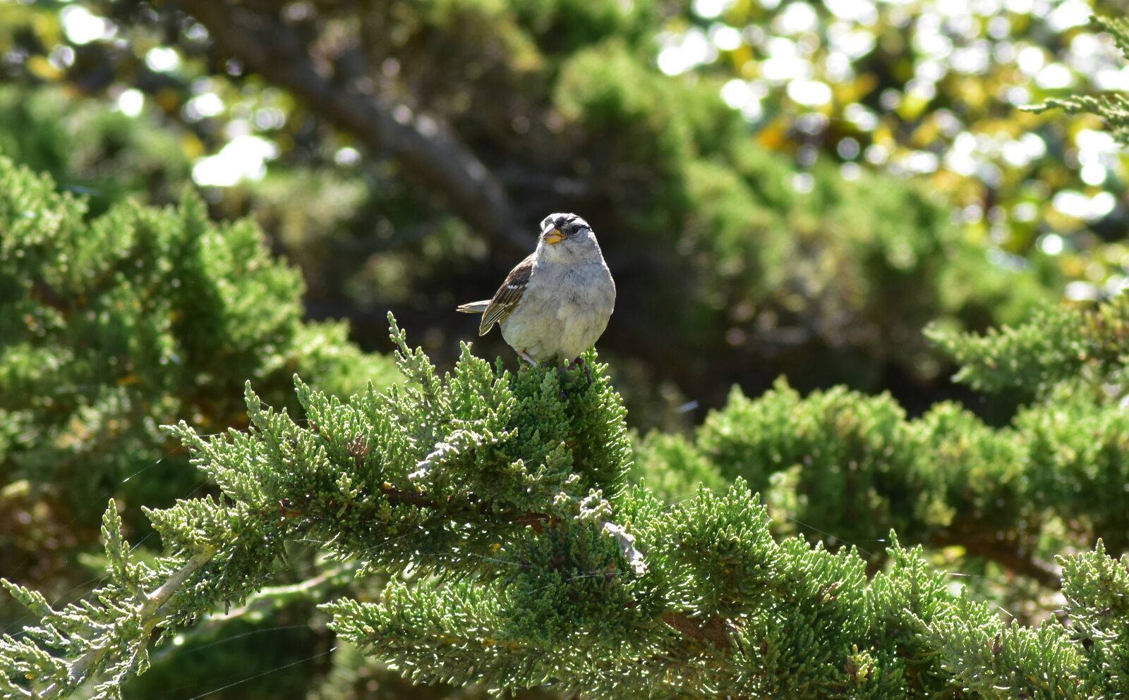 Nikon D3400 sample photo. Sparrow, bird, nature photography