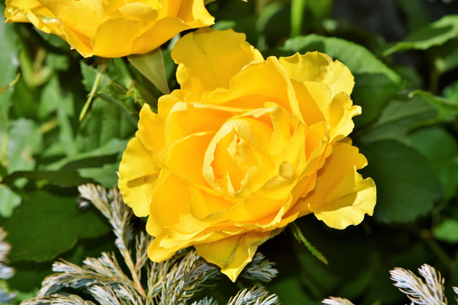 Nikon D7200 sample photo. Rose, rose bloom, yellow photography