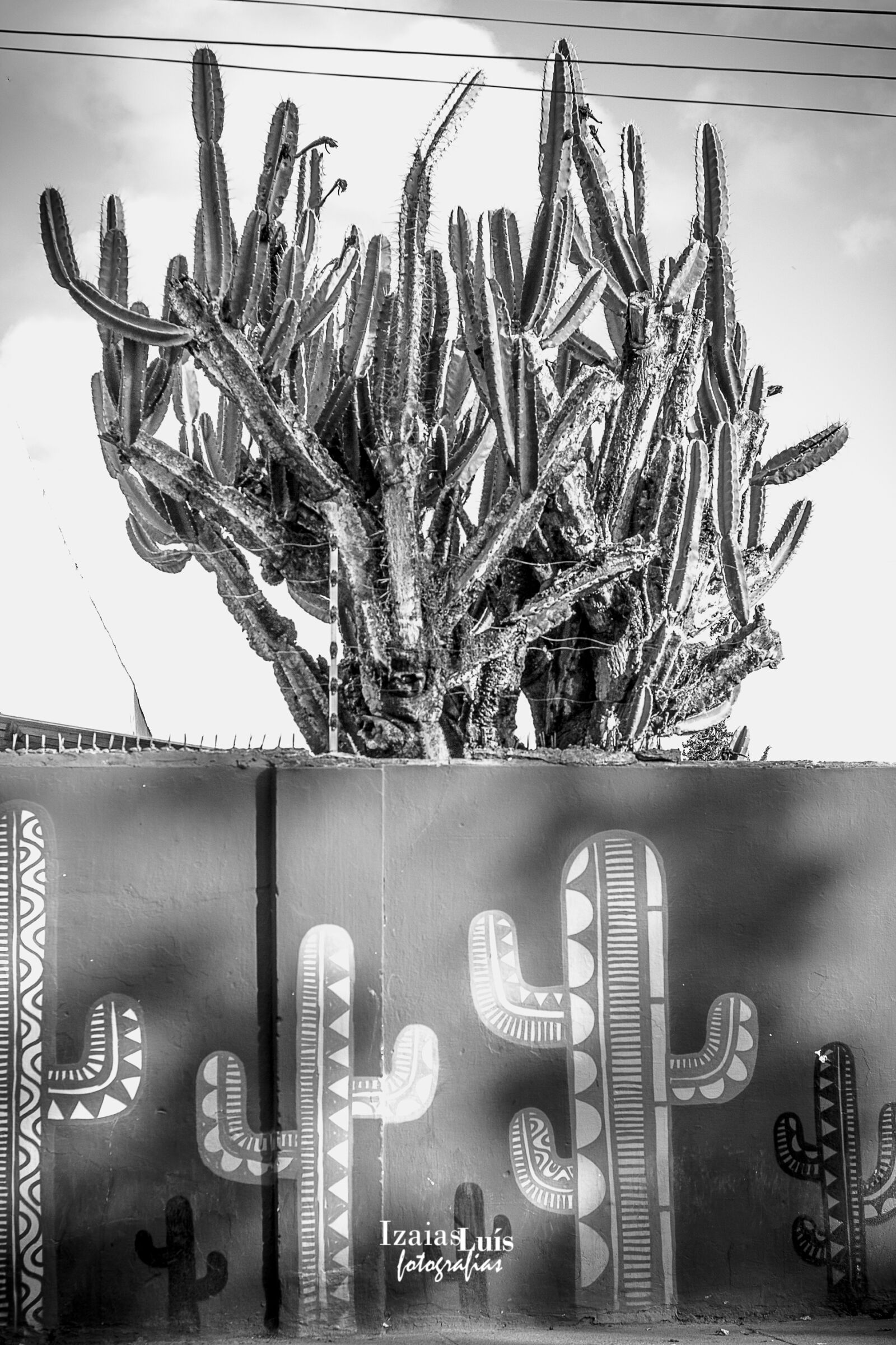 Canon EOS 700D (EOS Rebel T5i / EOS Kiss X7i) sample photo. Cactus, cactus, plant, urban photography